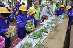 指導を受けながら食べられる野草を種類別に分ける児童=筑西市上野