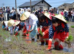 笠間稲荷神社の御田植祭で苗を植えていく早乙女ら=笠間市石井