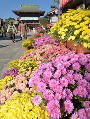 色とりどりの菊の花が参道に並ぶ=笠間市笠間の笠間稲荷神社、菊地克仁撮影