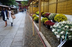 鹿島神宮の参道で開かれている菊花展=鹿嶋市宮中