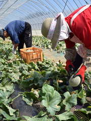 オトメメロンの収穫を行う野原隆さん、すみ江さん夫妻(左から)=鉾田市鹿田