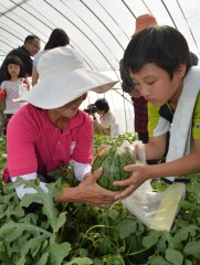 生産者の女性たちの助けを借りながら小玉スイカを収穫する蔵前小の児童たち=筑西市桑山