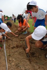 一粒ずつヒマワリの種を植える児童=鉾田市樅山の市立旭南小
