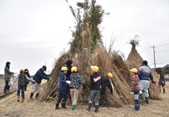 茨城新聞 鳥追い小屋造りに挑戦 常陸太田