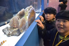 「カクレクマノミ」を見る園児=アクアワールド県大洗水族館
