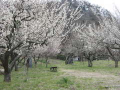 見頃を迎えた遅咲きの梅が咲き誇る=日立市諏訪町の諏訪梅林