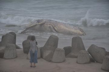 日立市の伊師浜海岸に打ち上げられたザトウクジラ