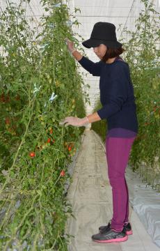 女性が働きやすい環境にこだわったドロップのトマト栽培ハウス=水戸市成沢町