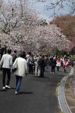 八重桜の下に集まる入場者たち。花は七分でも人出は「満開」だ=那珂市静の静峰ふるさと公園