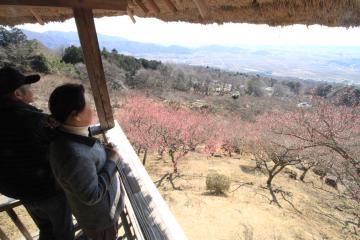 初日から多くの観光客が訪れた筑波山梅まつり=つくば市沼田