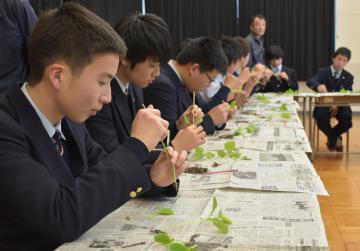 メロン苗の接ぎ木を学ぶ生徒たち=鉾田市徳宿の県立鉾田農業高