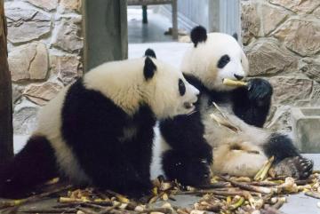 中国四川省で飼育されているジャイアントパンダ=2018年4月(共同)