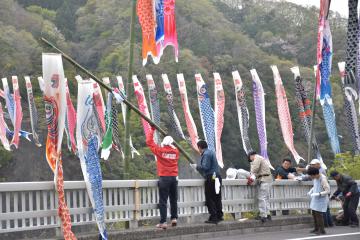 茨城新聞 新緑背にこいのぼり 常陸太田 竜神大吊橋周辺1000匹