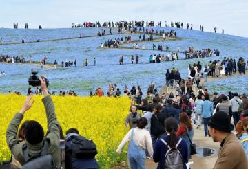 茨城新聞 ネモフィラの丘 花の海 ひたち海浜公園