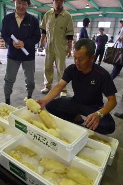 初出荷するハウスレンコンを手に取る生産者=小美玉市下玉里