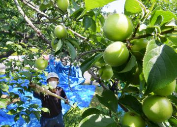 偕楽園で始まった梅の実の収穫作業=6日午前9時半、水戸市常磐町