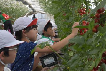 ミニトマトを収穫する子どもたち=鉾田市舟木