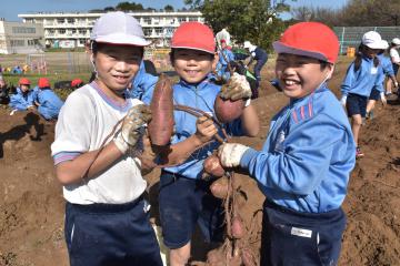 サツマイモを収穫する児童たち=常陸太田市谷河原町