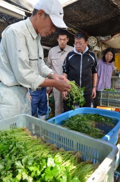 農福連携の研修会で、出荷前のミツバの調整を学ぶ参加者=水戸市内原町