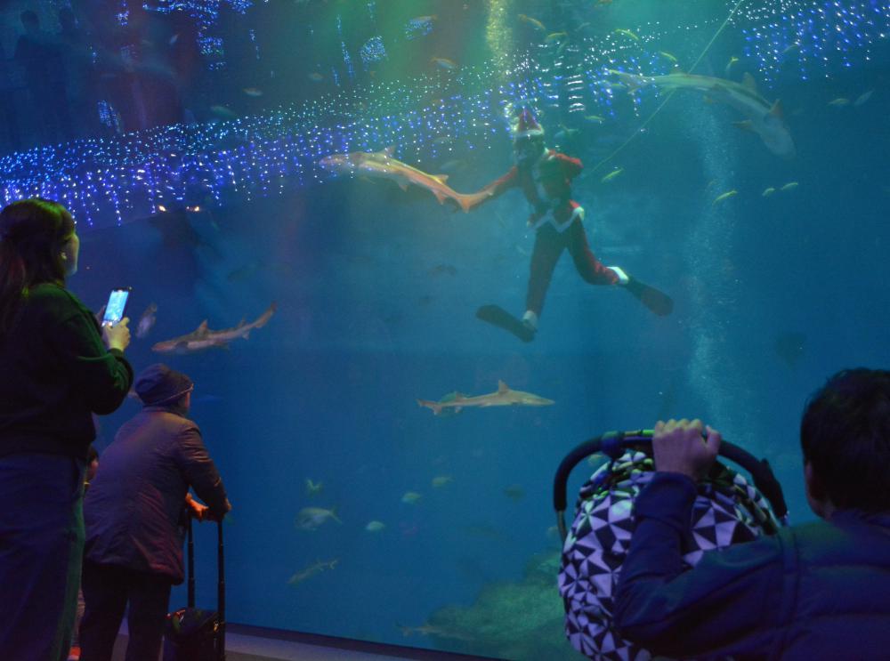 水槽内を泳ぐサンタクロース=大洗町磯浜町