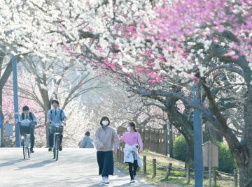 春一番が観測された県内。水戸市の偕楽園公園では、梅林の中を袖をまくったり、薄着で散策したりする人たちの姿が見られた=22日午後3時55分ごろ、同市見川、鹿嶋栄寿撮影