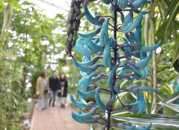 茨城新聞 神秘的な花 ヒスイカズラ が見頃 茨城県植物園