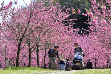 見頃を迎え、咲き誇るハナモモ=16日午前、古河市鴻巣、吉田雅宏撮影