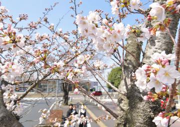 過去2番目に早く開花が発表された水戸の桜=21日午前11時50分ごろ、水戸市笠原町