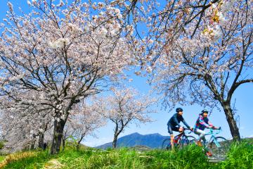 筑波山を望むつくば霞ケ浦りんりんロードの桜並木=2日午後、つくば市北条