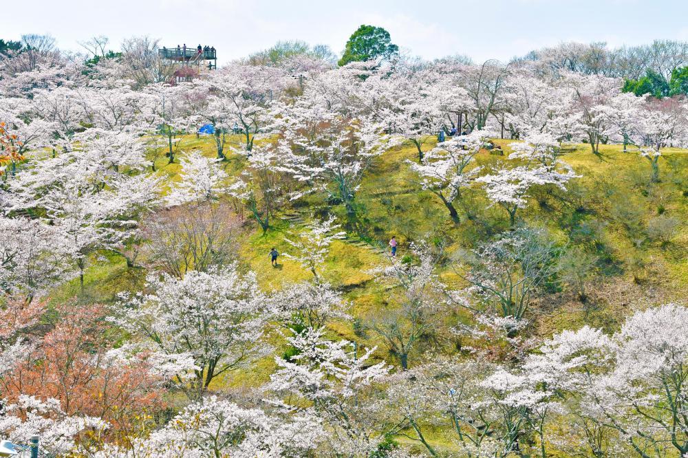 約1500本のソメイヨシノに覆われた西山公園。ピンク色が複雑に山を染め、雄大な錦絵の世界のよう=4日午前、常陸太田市新宿町
