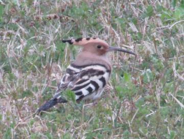 飛来したヤツガシラ=高萩市内(矢吹勉さん提供)