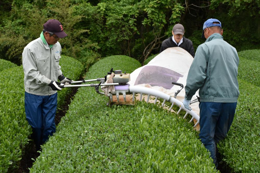 刈り取り機で新茶を摘む生産農家=大子町左貫