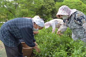 「島家住宅」敷地で行われた初音茶の収穫作業=城里町上古内