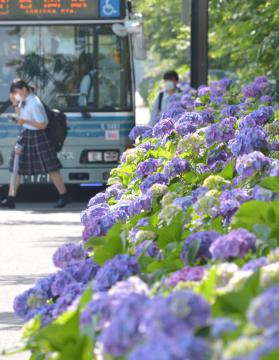 色づき始めたバス専用道のアジサイ=石岡市南台の東田中駅バス停