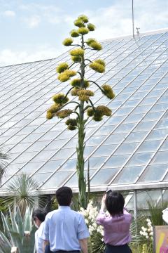 茨城新聞 苦節34年 初の開花 メキシコ産多肉植物 筑波実験植物園