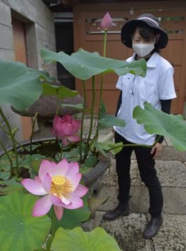 茨城新聞 15種のハスが見頃 淡いピンク 清涼な彩り 笠間のギャラリー