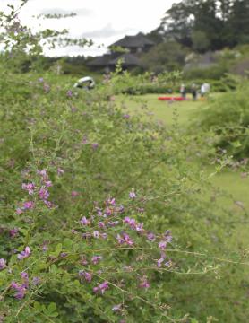 茨城新聞 偕楽園 水戸の萩まつり開幕 紫の花 風に揺れ