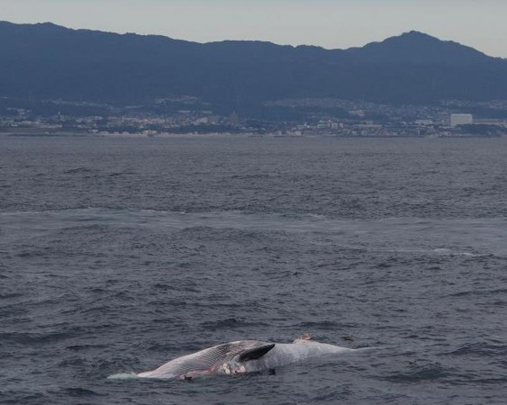 茨城新聞 常陸那珂港沖でクジラ死骸漂流 体長15メートル 海保が注意呼び掛け