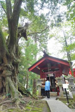 大杉神社の境内にたたずむ勝馬神社。社の中には石像の神馬が安置され、馬頭形の枝を持つシイの木が見守る=稲敷市阿波