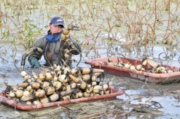 茨城新聞 旬のレンコン収穫 生産者 塩だけで食べて素材の味を 小美玉の霞ケ浦湖畔