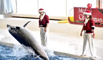 クリスマス特別版の「オーシャンライブ」=大洗町磯浜町のアクアワールド県大洗水族館