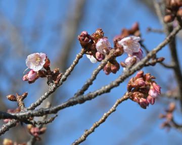 茨城新聞 市固有のサクラ 日立紅寒桜 が開花 見頃は2月下旬から3月上旬