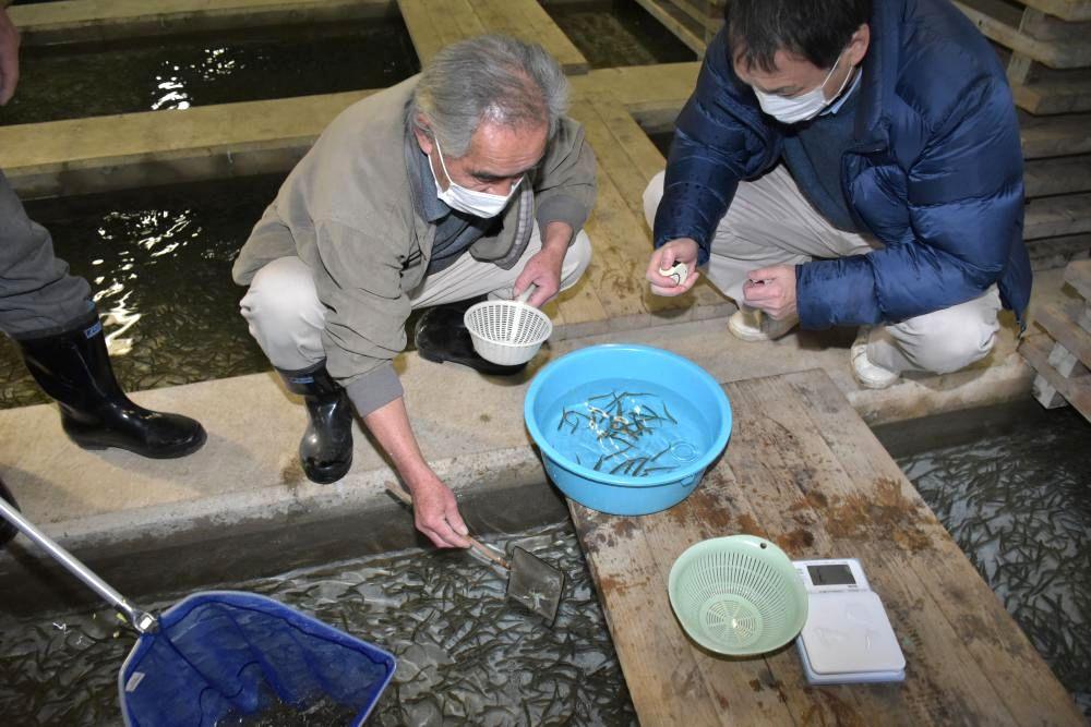 鬼怒小貝漁業協同組合のふ化場で、放流前のサケの稚魚の大きさを測定する県内水面漁業協同組合連合会の八角直道専務理事(右)ら=筑西市女方