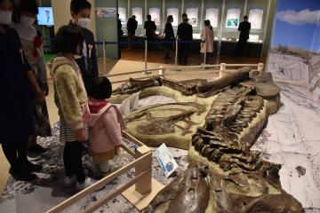ティラノサウルスの全身骨格を見学する来館者=県自然博物館