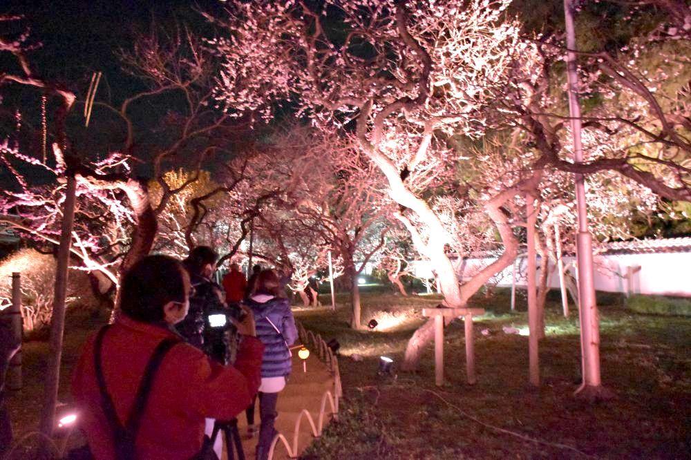 弘道館の梅園で赤色のライトに照らされた梅を見る人たち=6日午後6時半ごろ、水戸市三の丸