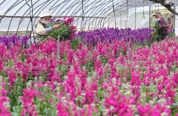 ストックの出荷作業に追われる生産農家=行方市藤井