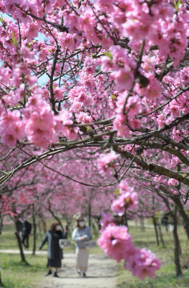 満開となった古河総合公園のハナモモ=古河市鴻巣