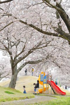 満開の桜の下、家族連れが穏やかな時間を満喫した=30日午前、下妻市堀篭の小貝川ふれあい公園、菊地克仁撮影