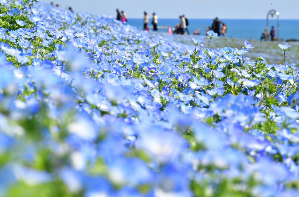 丘の上からは、ネモフィラと海、空のブルーが楽しめる=15日、ひたちなか市馬渡の国営ひたち海浜公園