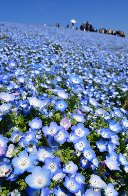 ネモフィラから空へと爽やかな青色に染まる=15日、ひたちなか市馬渡の国営ひたち海浜公園